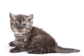 Curly striped kitten selkirk rex cat (isolated on white)