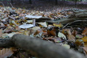 Pilze im Wald