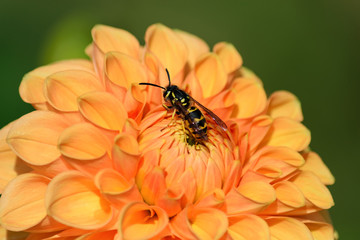 Wespe auf einer Dahlie © Horst Hübner