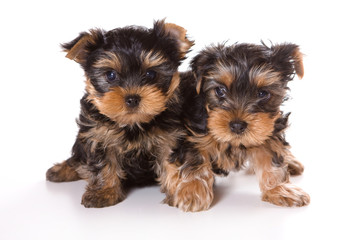 Two cute furry yorkshire terrier puppy dog (isolated on white)