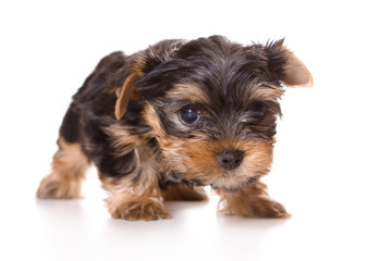 Cute fluffy puppy of a Yorkshire terrier dog (isolated on white)