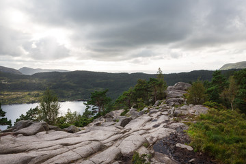 Forest in the mountains