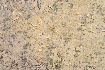 Texture from sawdust