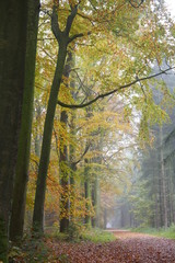 Wald im Herbst 