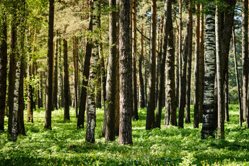 A forest of birches and pines in the park