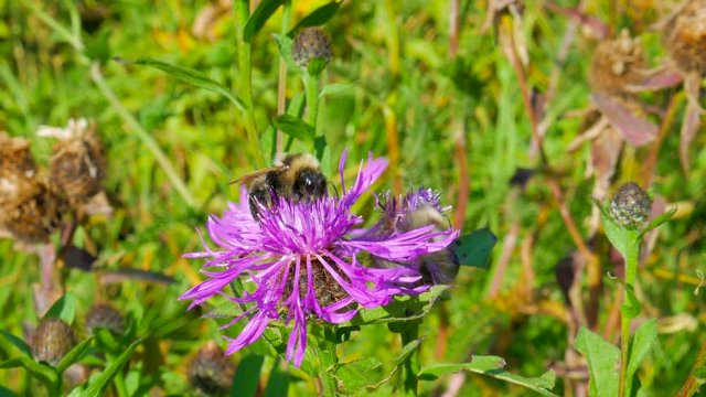 Bee bumblebee collecting nectar from a flower thistle in sunny day