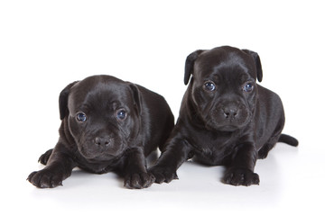 Two black puppy Staffordshire terrier sad lies (isolated on white)