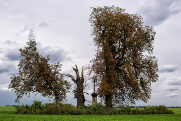 trees in field and cross