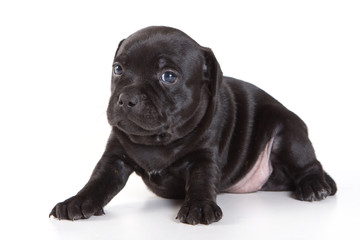 Black puppy Staffordshire terrier sad lies (isolated on white)