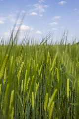 fresh green wheat field 