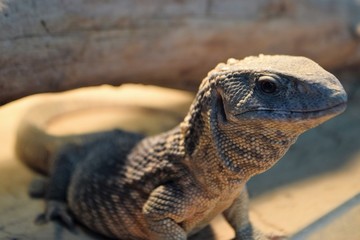 lizard