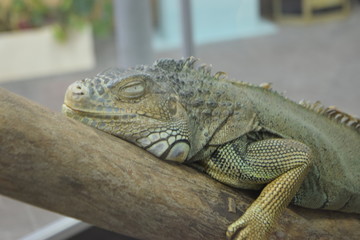 iguana