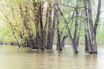 Flooded poplar tree trunks during high water in early spring