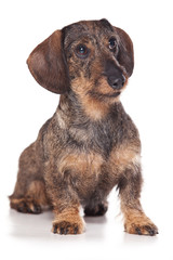 Obraz premium Puppy dog dachshund (isolated on white)