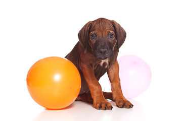 Red-haired puppy Ridgeback dog and balloons (isolated on white)