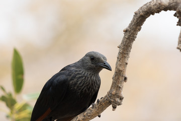 Red Winged Starling