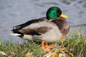 wild duck