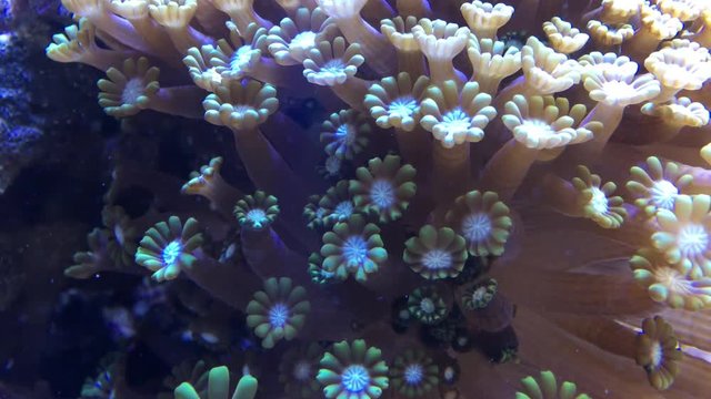 Clownfisch in Anemone, Anemonenfische