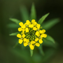 Yellow photos, royalty-free images, graphics, vectors & videos | Adobe