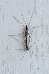 Mating Insects