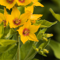 yellow and red five petal flower