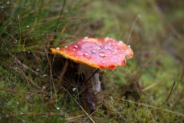 Fly agaric fungi (Amanita muscaria)