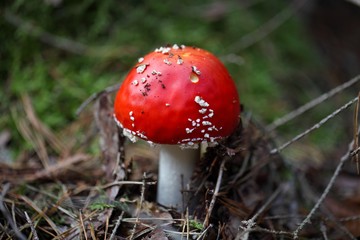 Fly agaric fungi (Amanita muscaria)