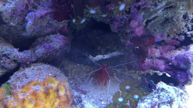 Garnele im Aquarium