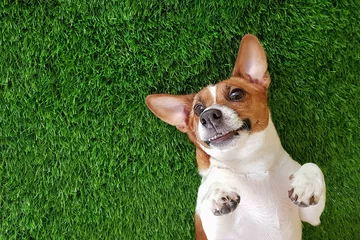 Abwaschbare Fototapete Hund Verrückter lächelnder Hund, der auf grünem Gras liegt