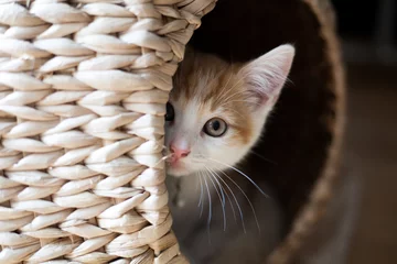 Fototapeten Katze in einem Pod © Alexandra King