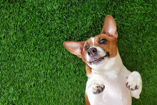 Crazy smiling dog lying on green gras