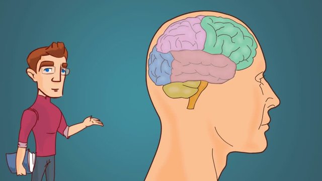 brain and skull - anatomy - analysis