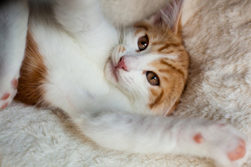 Playful Little Ginger