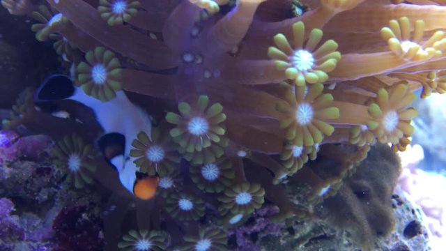 Clownfisch in Anemone, Anemonenfische