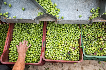 Hand sorting out collected green olives