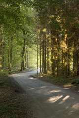 Fototapeta premium Small Forest Road