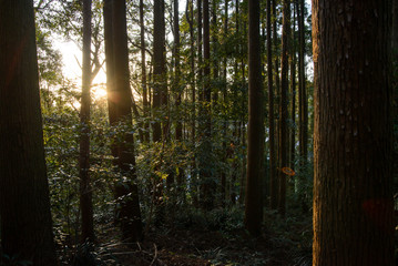 Wide angle detail of sunlight streaming through the underbrush and leaves of a dark, temperate...