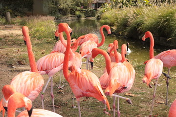 flamingos milling about