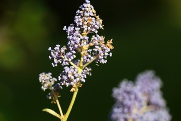 Blossoms of autumn lilac bush (Syringa microphylla)