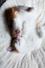 Sleepy Little Ginger