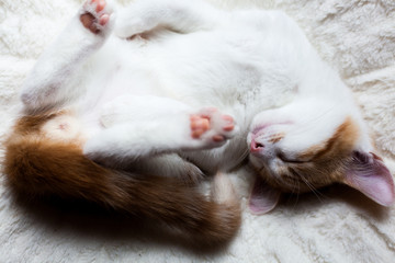 Sleepy Little Ginger