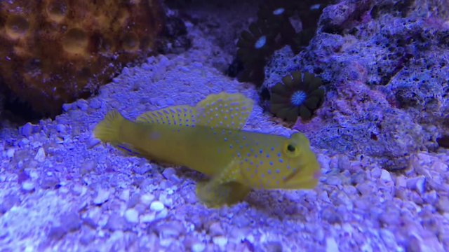 Grundel im Aquarium 