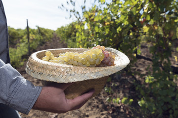 Straw Hat Full Grapes Amber Vineyard