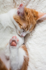 Sleepy Little Ginger