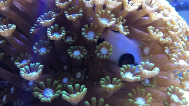 Clownfisch in Anemone, Anemonenfische