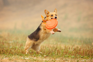 A dog welsh corgi runs after a frisbee in the field