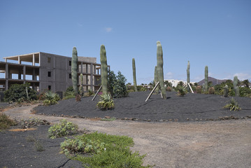 Lanzarote, Spain - August 20, 2015 : Cactus garden