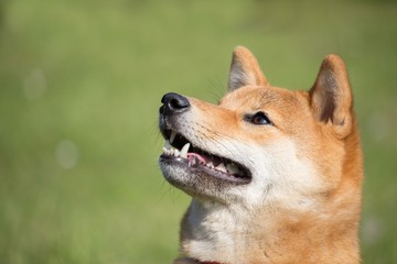 portrait d'un chien japonais shiba inu qui regarde vers le haut avec la bouche ouverte