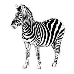 Fototapeta na wymiar Zebra drawn with ink on a white background