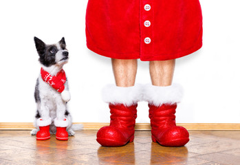 christmas santa claus dog